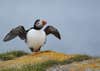 Today's Photo of the Day comes from Jeannine St-Amour and was taken in Elliston, Newfoundland using a Nikon D7100 with a 
300mm f/4 lens at 1/2000 sec, f/4.5 and ISO 320. See more work <a href="https://www.flickr.com/photos/87179631@N02/">here.</a>