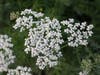 close up of small white flowers