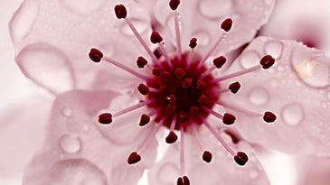 Tips From a Pro: Harold Davis on Getting Better Flower Photos