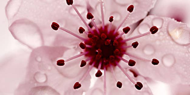 Tips From a Pro: Harold Davis on Getting Better Flower Photos