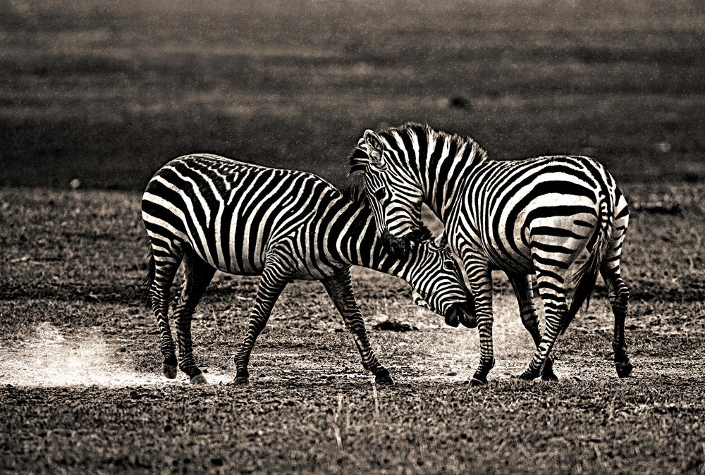 Zebras, Lake Nakuru National Park, Kenya