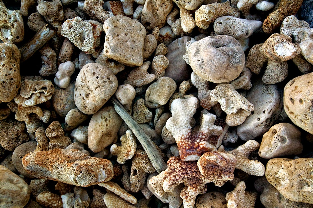 pebbles, drift wood, lava rock or coral