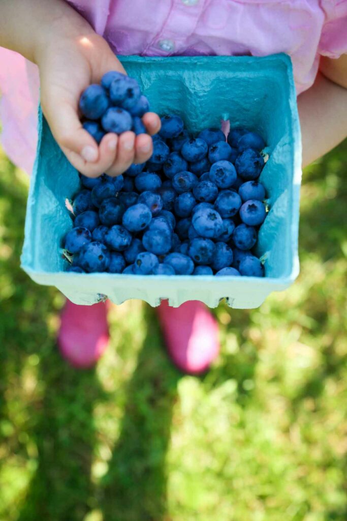 This was taken during a  beautiful July morning while blueberry picking. This was my 4yr old daughters first time going. I captured her final product which was a basket full of proudly picked blueberries. This was taken with a cannon 6D and edited In Lightroom to add a little contrast.