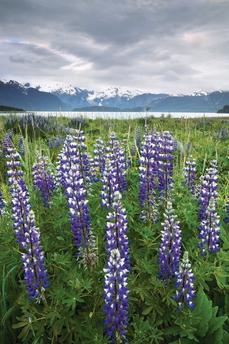 Lupins