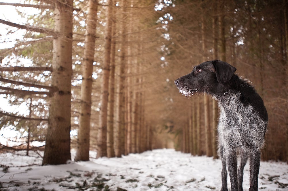 Matea, rescued wirehaired pointer (photographerâs dog)