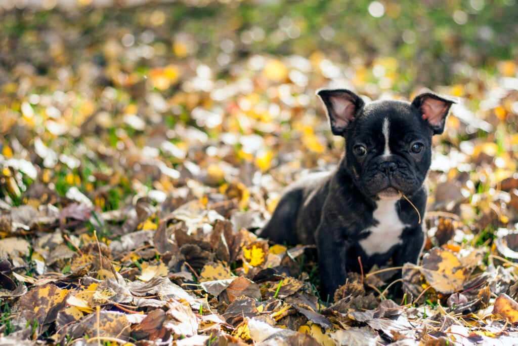 Chewing on Leaves