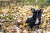 Chewing on Leaves