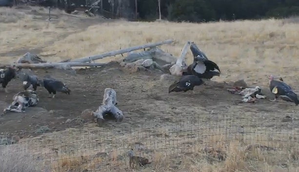 condor cam