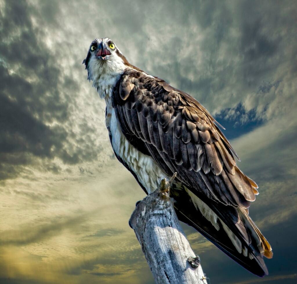 Osprey at sunrise