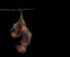 Indian Flying Fox