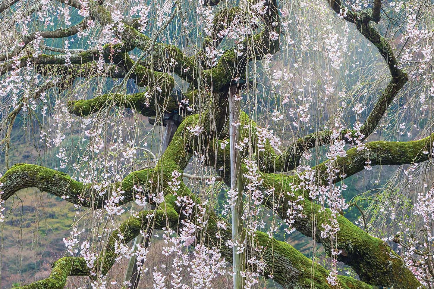 Wolfe captured this Kyoto scene with a Canon EOS-1D X and 70–200mm f/4L Canon EF lens. Exposure was 1/20 sec at f/18, ISO 1250.