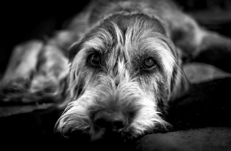 Today's Photo of the Day was captured by Niksha Jphoto. This image of a pensive pooch was shot using a Nikon D3200 with a 35mm f/1.8 lens. See more of Niksha's work <a href="http://www.flickr.com/photos/niksha/">here.</a>
