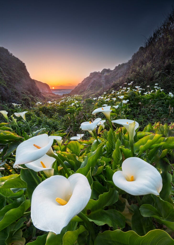 Winner, Landscape/Nature: Calla Lilies at Doud Creek