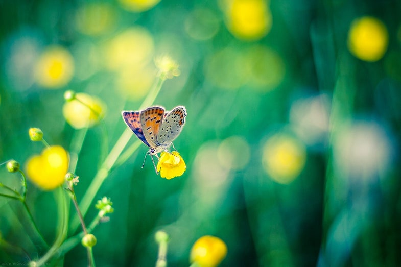 Today's Photo of the Day comes from Flickr user, Levente Bodo. If you want to be considered for Photo of the Day, use this handy web form, or join our Flickr group!