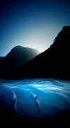 napali_coast_dolphin.jpg