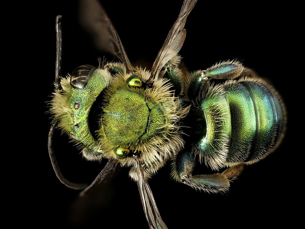 green bee