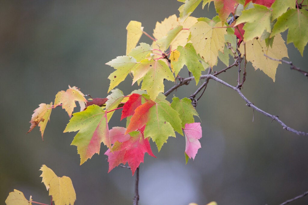 Foliage