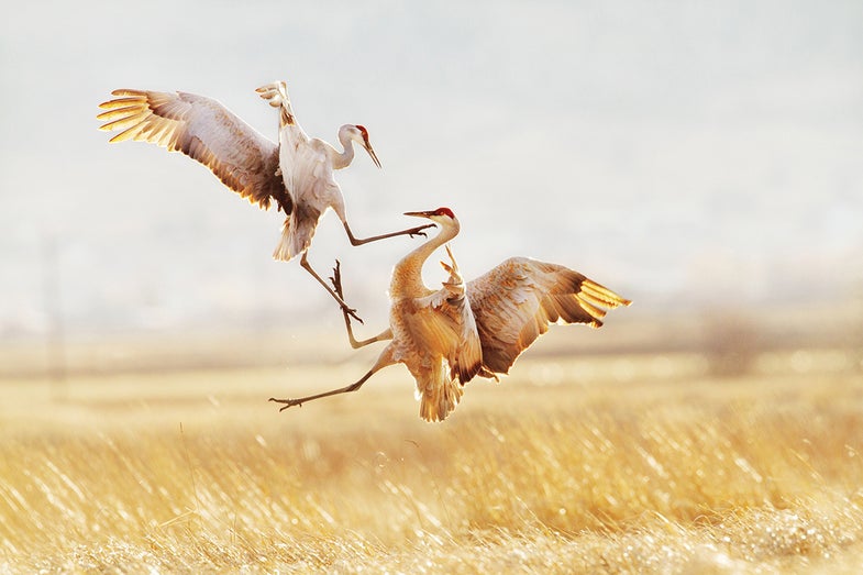 Audubon Photography Awards