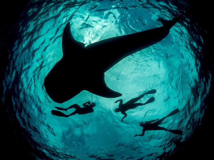 Today's Photo of the Day was captured by Simon Pierce off the coast of Mexico. Simon shot these swimmers and a massive whale shark using a Panasonic DMC-GX1 Lumix G with a fisheye 8/F3.5 lens. See more of Simon's work <a href="http://www.flickr.com/photos/simonjpierce/">here. </a>