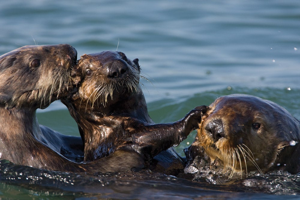 Southern Sea Otters