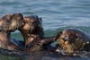 Southern Sea Otters