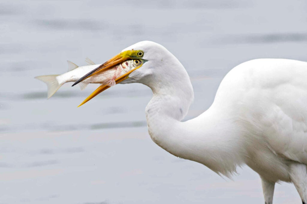 I watched this Great Egret fishing for a while in Little Estero lagoon (Fort Myers Beach, FL). This was by far the biggest fish he caught while I watched, and this was the last shot I grabbed before the fish disappeared.