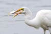 I watched this Great Egret fishing for a while in Little Estero lagoon (Fort Myers Beach, FL). This was by far the biggest fish he caught while I watched, and this was the last shot I grabbed before the fish disappeared.