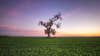 A lonely olive tree at the dusk on a green field.