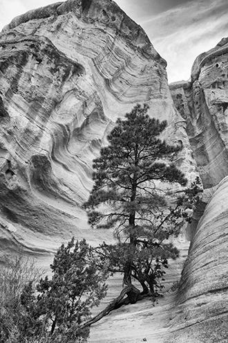 Mentor Series: New Mexico