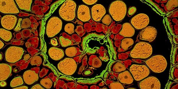 Nikon’s International Photography Competition showcases the microscopic