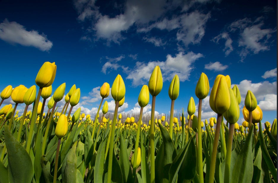 Today's Photo of the Day was captured by  R. Clark Photography during a tulip festival in Washington. The image was taken with a Canon EOS 60D with a 10-20 mm lens. See more of the photographer's work <a href="http://www.flickr.com/photos/clearcoolblue/">here. </a>
