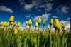 Today's Photo of the Day was captured by  R. Clark Photography during a tulip festival in Washington. The image was taken with a Canon EOS 60D with a 10-20 mm lens. See more of the photographer's work <a href="http://www.flickr.com/photos/clearcoolblue/">here. </a>