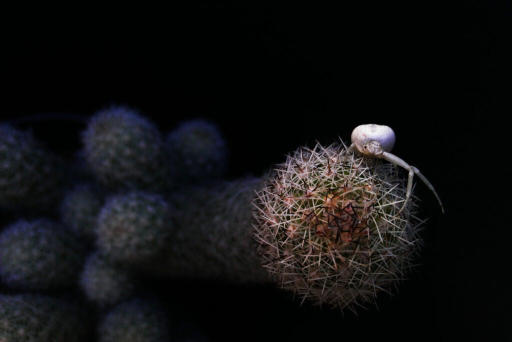 Crippled spider over a cactus
