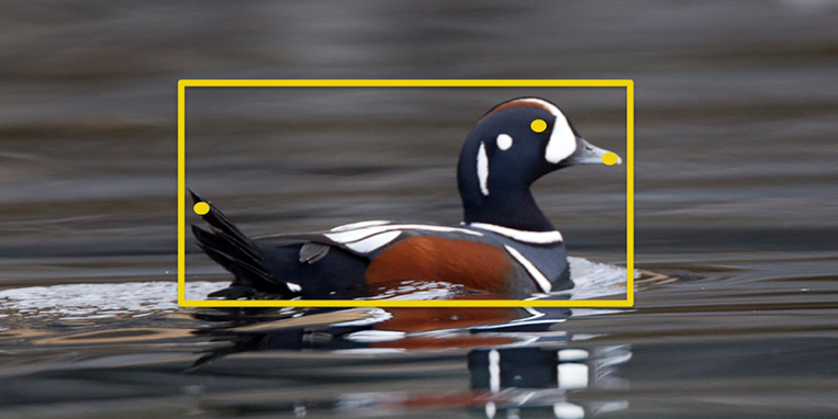 This Clever Software Can Automatically Identify The Birds In Your Photos