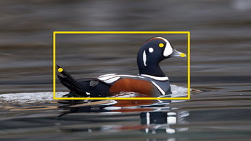 This Clever Software Can Automatically Identify The Birds In Your Photos