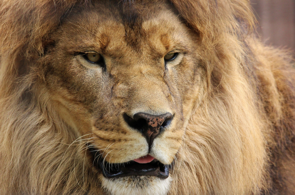 Today's Photo of the Day comes from Sam Battams and was taken at the Bowmanville Zoo in Canada using a Canon EOS REBEL T3i with a 150-500mm lens at 1/400 sec, f/8 and ISO 1250. See more work <a href="https://www.flickr.com/photos/photos_by_sam/">here.</a>