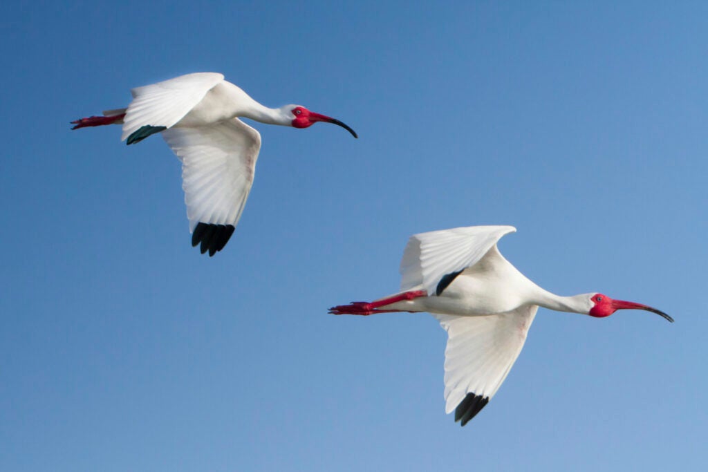 White Ibis in tandem