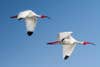 White Ibis in tandem