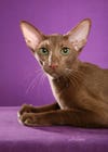 oriental-shorthair-charlie.jpg