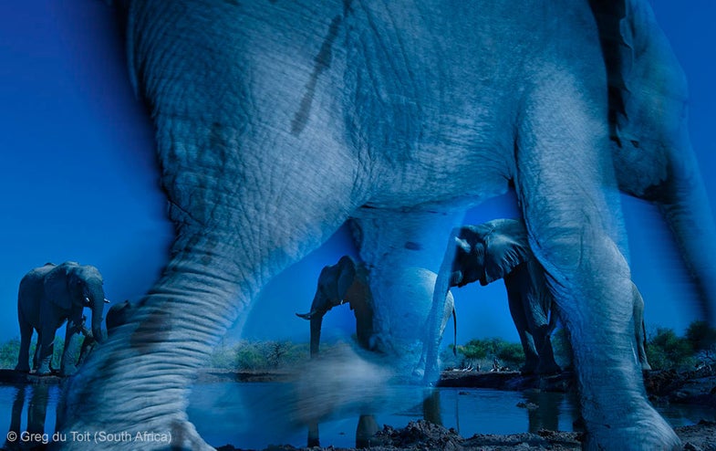 essence of elephants