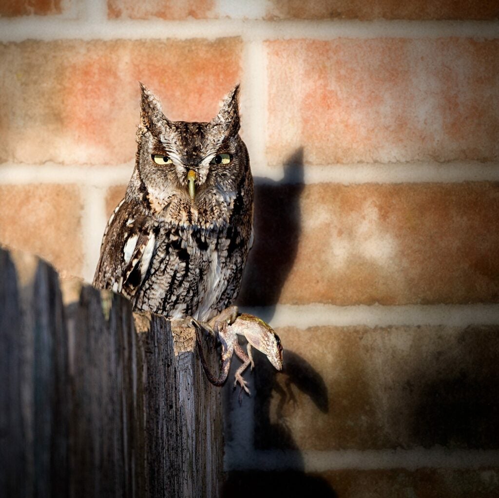 Screech Owl