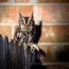 Screech Owl