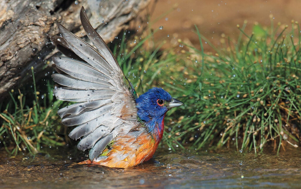 Photo: Zachary Webster/Audubon Photography Awards