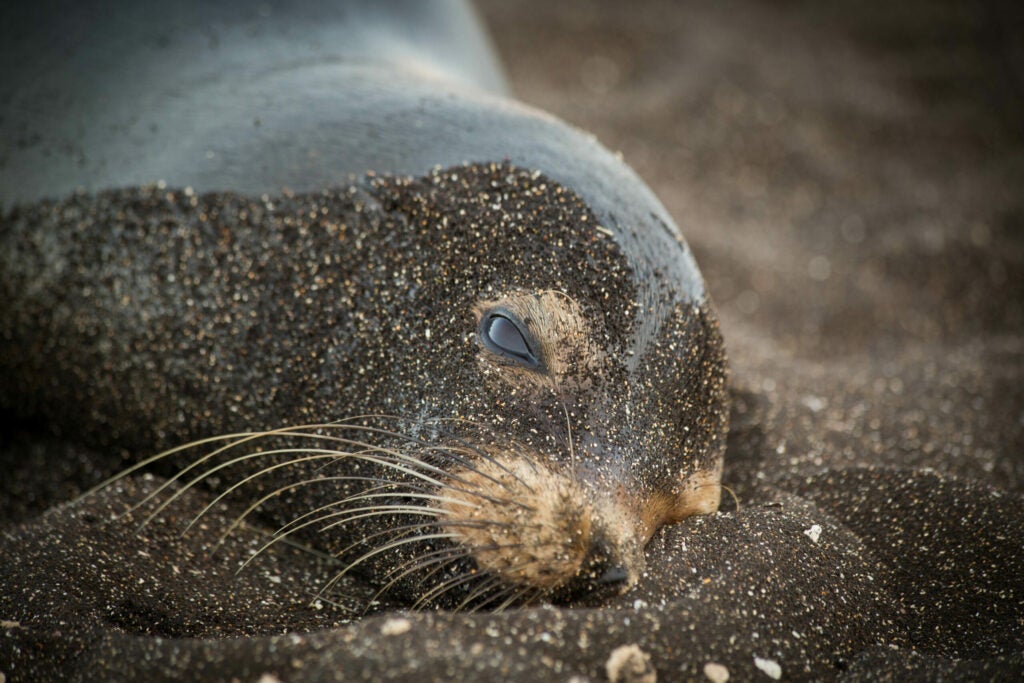 Galapagos Dreams