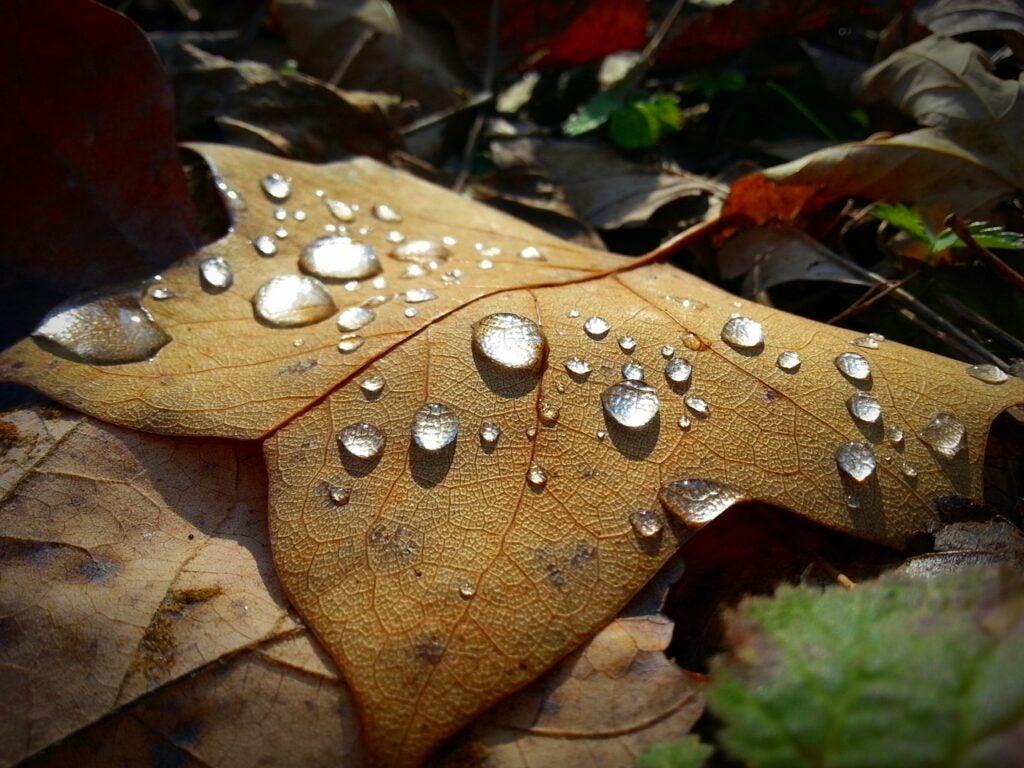 Rain Dance