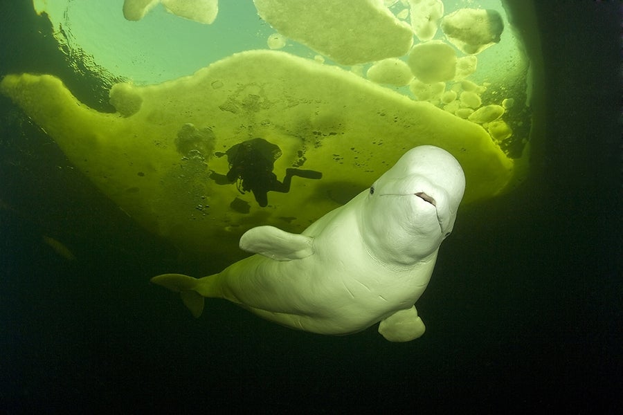 "Scuba-Diver-And-Beluga"