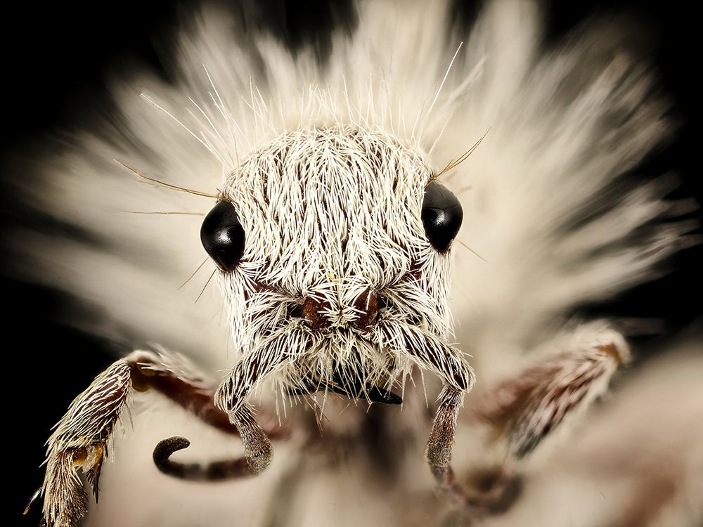 white thistledown velvet ant