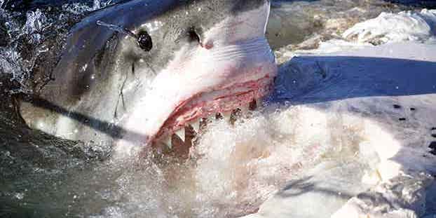 A Boat, a Whale Carcass, and a Camera: Capturing Great White Sharks With Richard Matthews A Boat, a Whale Carcass, and a Camera: Capturing Great White Sharks With Richard Matthews