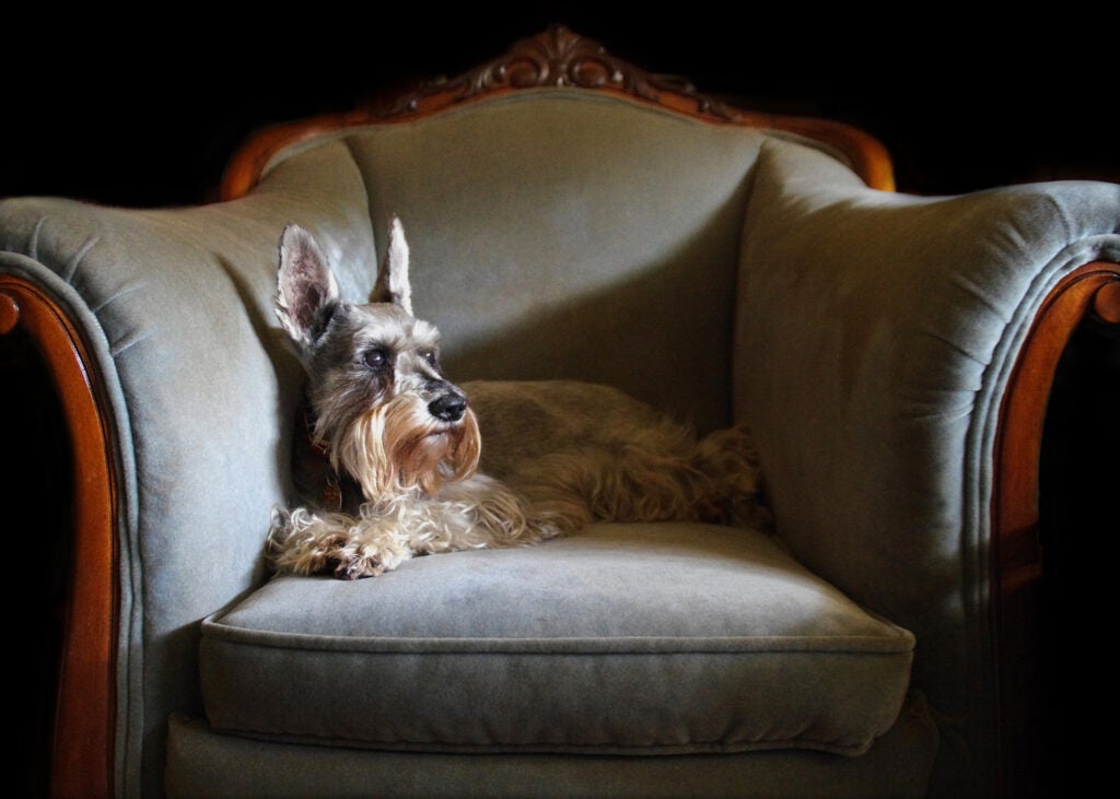 Rosie in her chair