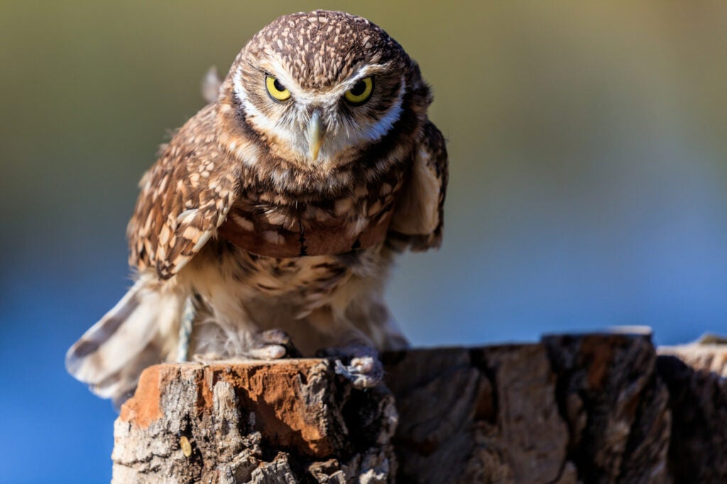 Today's Photo of the Day was captured by Michael Littlejohn in Albuquerque, New Mexico using a Canon EOS 5DS R
with a EF 100-400mm f/4.5-5.6L IS II USM lens at 1/400 sec, f/5.6 and ISO 100. See more work from this user <a href="https://www.flickr.com/photos/mlittlej/21211306188/in/pool-1614596@N25/">here. </a>